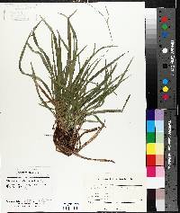 Carex arctata image