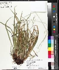 Carex arctata image