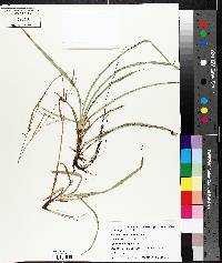 Carex arctata image