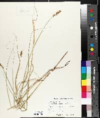 Carex argyrantha image