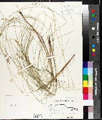 Carex atlantica var. incomperta image