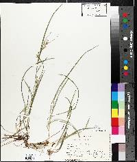 Carex aurea image