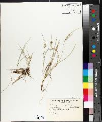 Carex aurea image