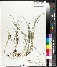 Carex aurea image