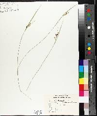 Carex aurea image