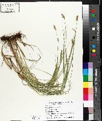 Carex bebbii image