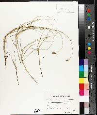 Carex bebbii image