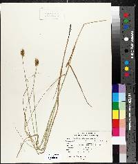 Carex bebbii image