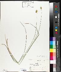 Carex bebbii image