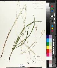 Carex castanea image