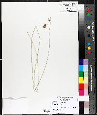 Carex castanea image