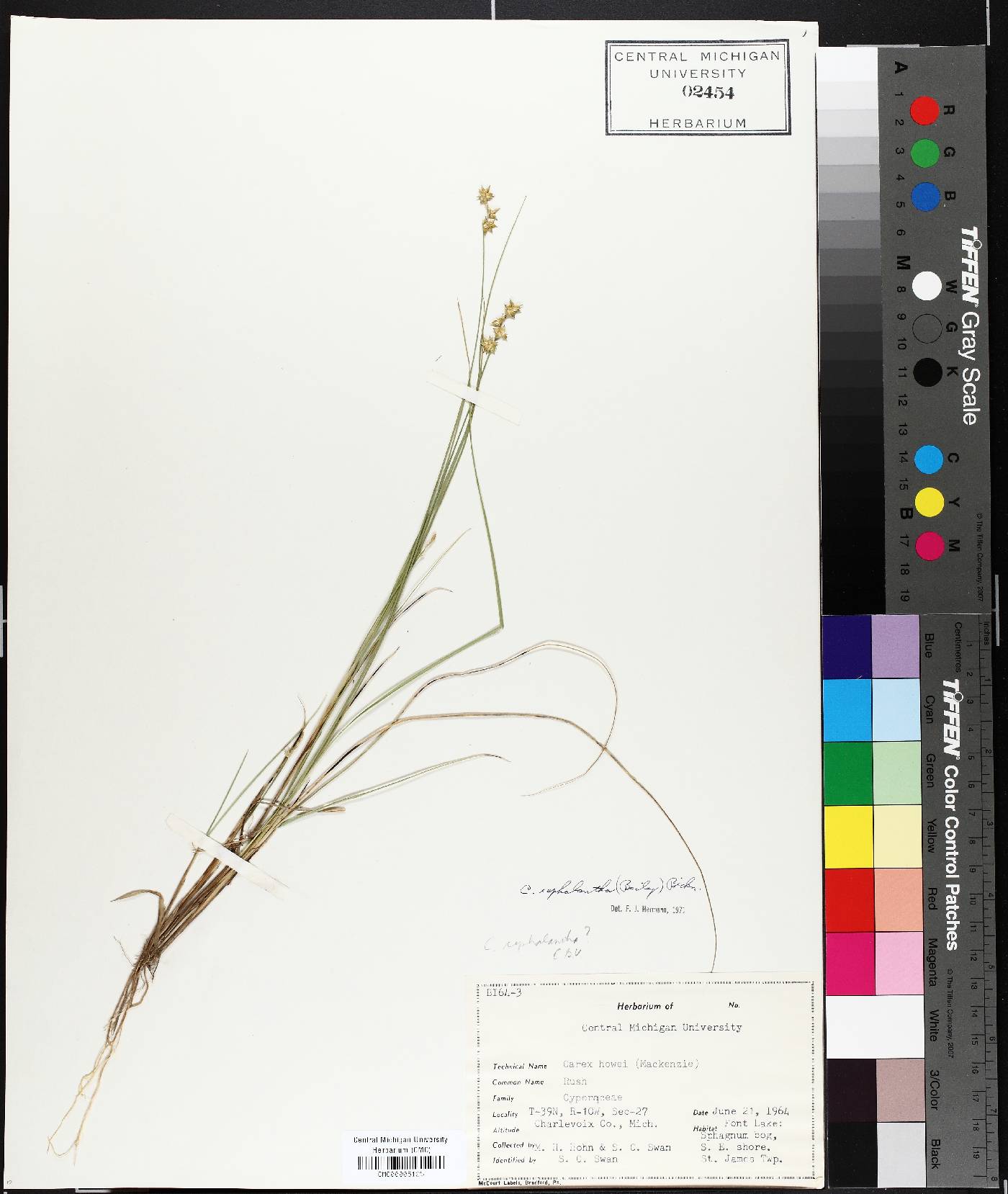 Carex cephalantha image