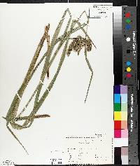 Carex comosa image