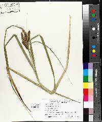 Carex comosa image