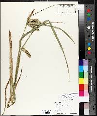 Carex comosa image