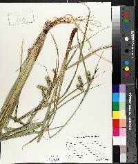 Carex comosa image