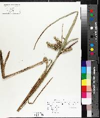 Carex comosa image