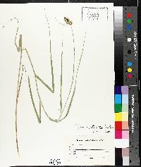 Carex cristatella image