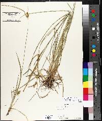 Carex cryptolepis image