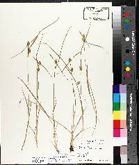 Carex cryptolepis image