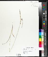 Carex cryptolepis image