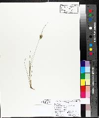 Carex cryptolepis image