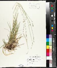 Carex deweyana image