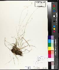 Carex disperma image