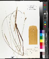 Carex exilis image