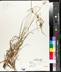 Carex flava image