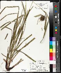 Carex grayi image