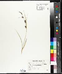 Carex houghtonii image