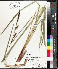 Carex lacustris image