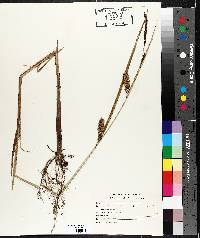 Carex lacustris image