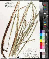 Carex lacustris image