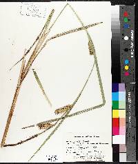 Carex lacustris image