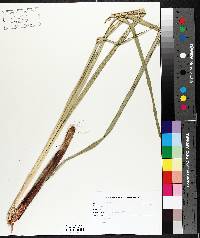 Carex lacustris image