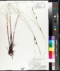 Carex lasiocarpa image