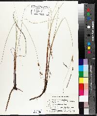 Carex lasiocarpa image