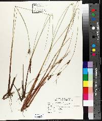 Carex lasiocarpa image