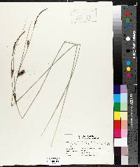 Carex lasiocarpa image