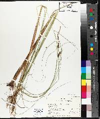 Carex lasiocarpa image