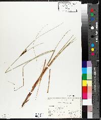 Carex lasiocarpa image