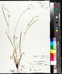 Carex leptonervia image