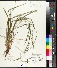 Carex leptonervia image