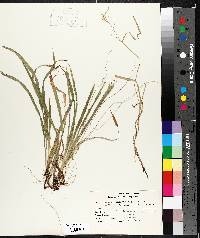 Carex leptonervia image