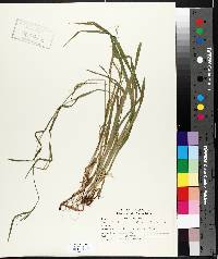 Carex leptonervia image