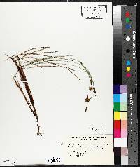 Carex limosa image