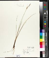 Carex livida image