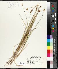 Carex normalis image